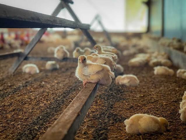 HOW INVESTORS CAN IDENTIFY PROFITABLE POULTRY FARM OPPORTUNITIES